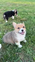 Lucy, a female Pembroke Welsh Corgi for sale in Lebanon, MO – 2 of 7