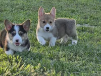 Phoebe, a female Pembroke Welsh Corgi for sale in Lebanon, MO – 2 of 6