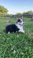 Ace, a male Pembroke Welsh Corgi for sale in Lebanon, MO – 8 of 8