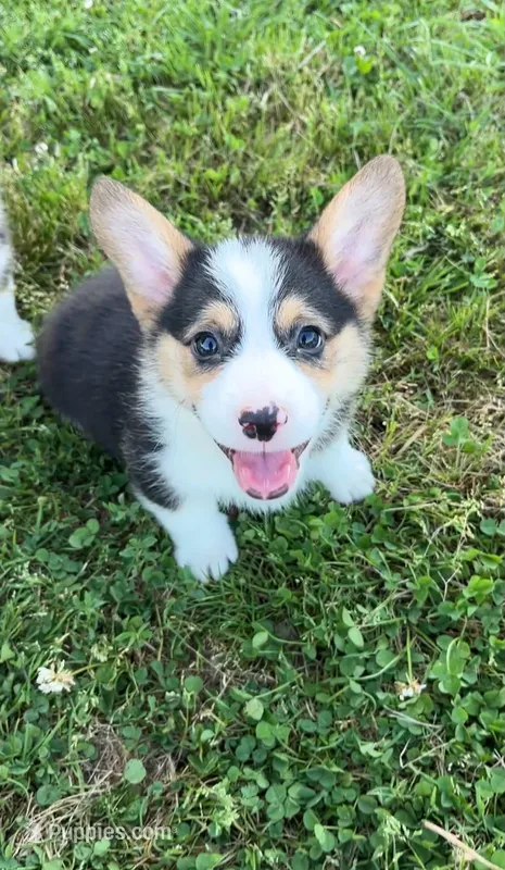 Brutus – Pembroke Welsh Corgi puppy for sale in Lebanon, MO