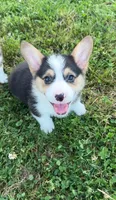 Brutus, a male Pembroke Welsh Corgi for sale in Lebanon, MO – 1 of 6