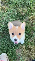 Lucy, a female Pembroke Welsh Corgi for sale in Lebanon, MO – 7 of 7