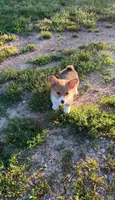 Lucy, a female Pembroke Welsh Corgi for sale in Lebanon, MO – 3 of 7