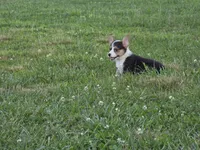 Holly, a female Pembroke Welsh Corgi for sale in Lebanon, MO – 2 of 6