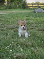 Phoebe, a female Pembroke Welsh Corgi for sale in Lebanon, MO – 3 of 6