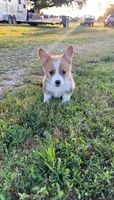 Rolo, a male Pembroke Welsh Corgi for sale in Lebanon, MO – 5 of 6