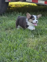 Brutus, a male Pembroke Welsh Corgi for sale in Lebanon, MO – 6 of 6