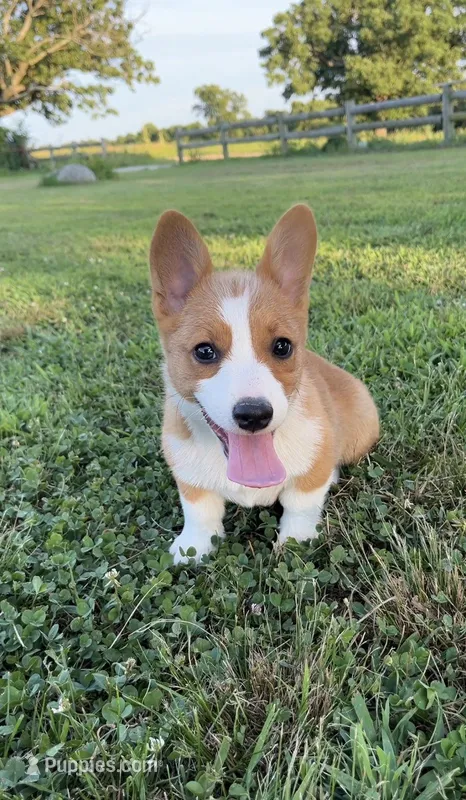 Rolo – Pembroke Welsh Corgi puppy on hold in Lebanon, MO