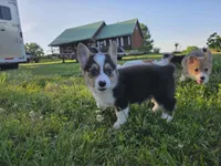 Ace, a male Pembroke Welsh Corgi for sale in Lebanon, MO – 2 of 8