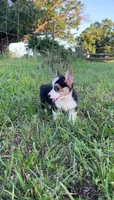 Ace, a male Pembroke Welsh Corgi for sale in Lebanon, MO – 4 of 8