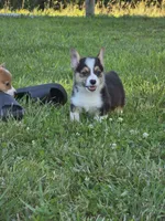 Ace, a male Pembroke Welsh Corgi for sale in Lebanon, MO – 7 of 8