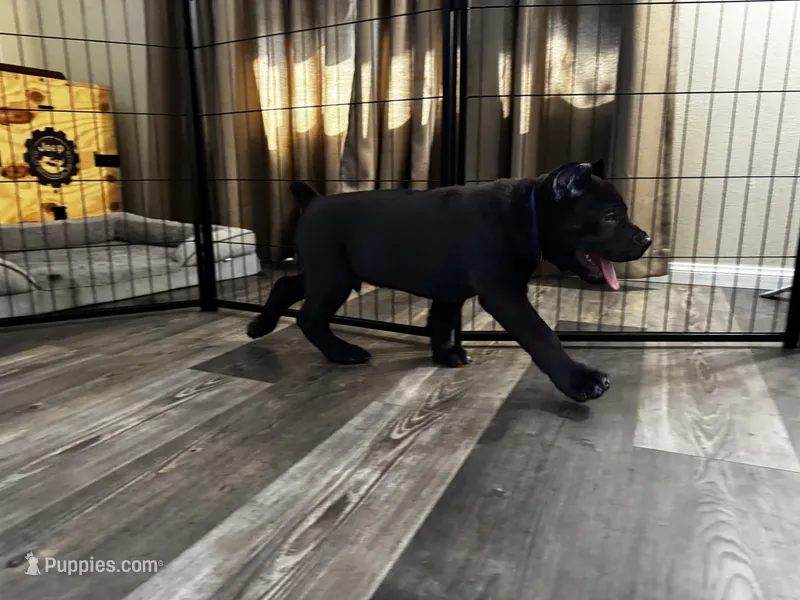 Blue – Cane Corso puppy for sale in Victorville, CA