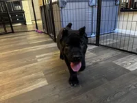 Blue, a male Cane Corso for sale in Victorville, CA – 7 of 8