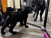 Blue, a male Cane Corso for sale in Victorville, CA – 6 of 8