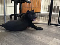 Blue, a male Cane Corso for sale in Victorville, CA – 3 of 8