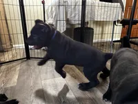 Blue, a male Cane Corso for sale in Victorville, CA – 4 of 8