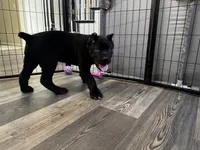 Blue, a male Cane Corso for sale in Victorville, CA – 8 of 8