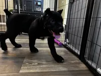Blue, a male Cane Corso for sale in Victorville, CA – 2 of 8