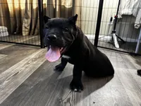 Blue, a male Cane Corso for sale in Victorville, CA – 5 of 8