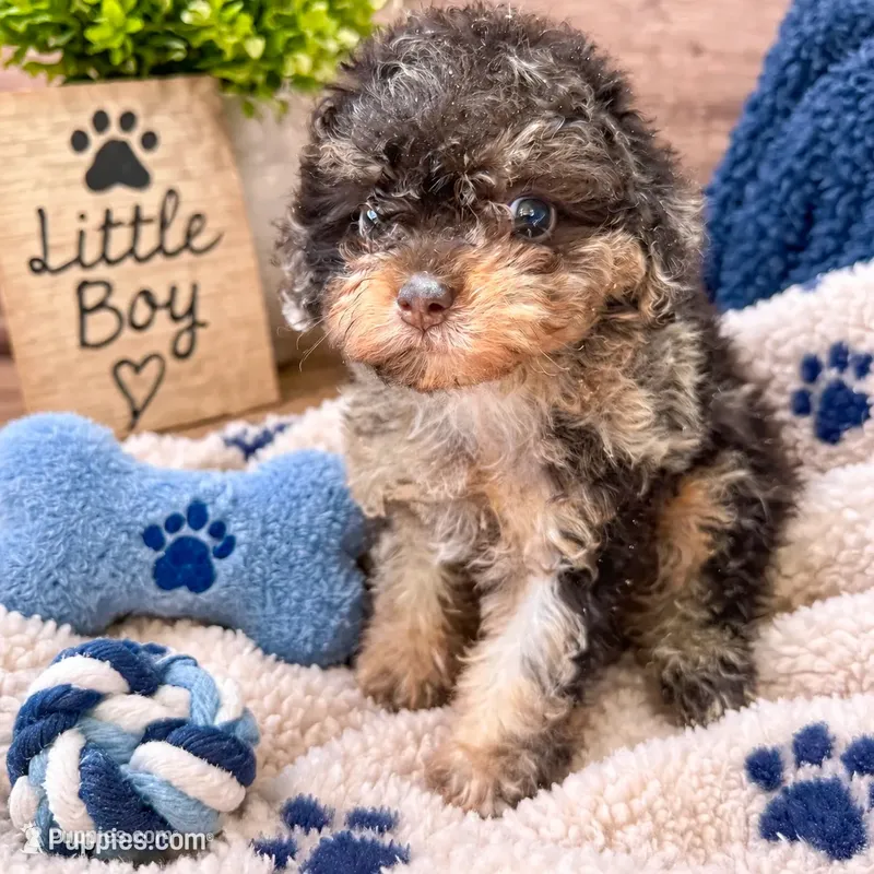 Bosco Korean sire – Maltipoo puppy for sale in Lake City, FL