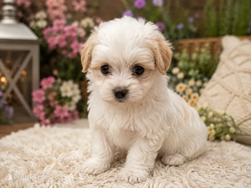 Katy – Maltipoo puppy for sale in Lake City, FL