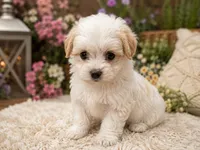 Katy, a female Maltipoo for sale in Lake City, FL – 1 of 2