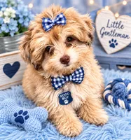 Midas RARE CHOCOLATE MERLE, a male Maltipoo and Poodle - Toy  for sale in Lake City, FL – 1 of 2