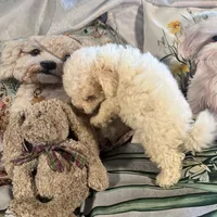 Tommy, a male Maltipoo and Poodle - Toy  for sale in Lake City, FL – Photo 4 of 6