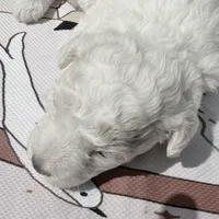 Tommy, a male Maltipoo and Poodle - Toy  for sale in Lake City, FL – Photo 5 of 6