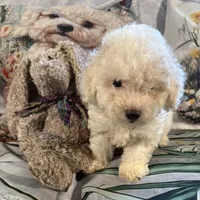 Tommy, a male Maltipoo and Poodle - Toy  for sale in Lake City, FL – Photo 3 of 6