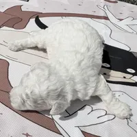 Tommy, a male Maltipoo and Poodle - Toy  for sale in Lake City, FL – Photo 6 of 6