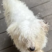 Tommy, a male Maltipoo and Poodle - Toy  for sale in Lake City, FL – Photo 2 of 6