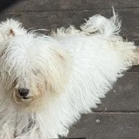 Tommy, a male Maltipoo and Poodle - Toy  for sale in Lake City, FL – Photo 1 of 6