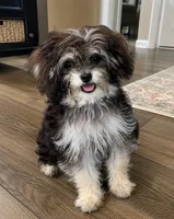 Fraya, a female Maltipoo for sale in Lake City, FL – 1 of 1