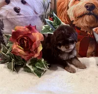 Piper (Korean Parents), a female Maltipoo for sale in Lake City, FL – Photo 2 of 3