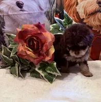 Piper (Korean Parents), a female Maltipoo for sale in Lake City, FL – Photo 3 of 3