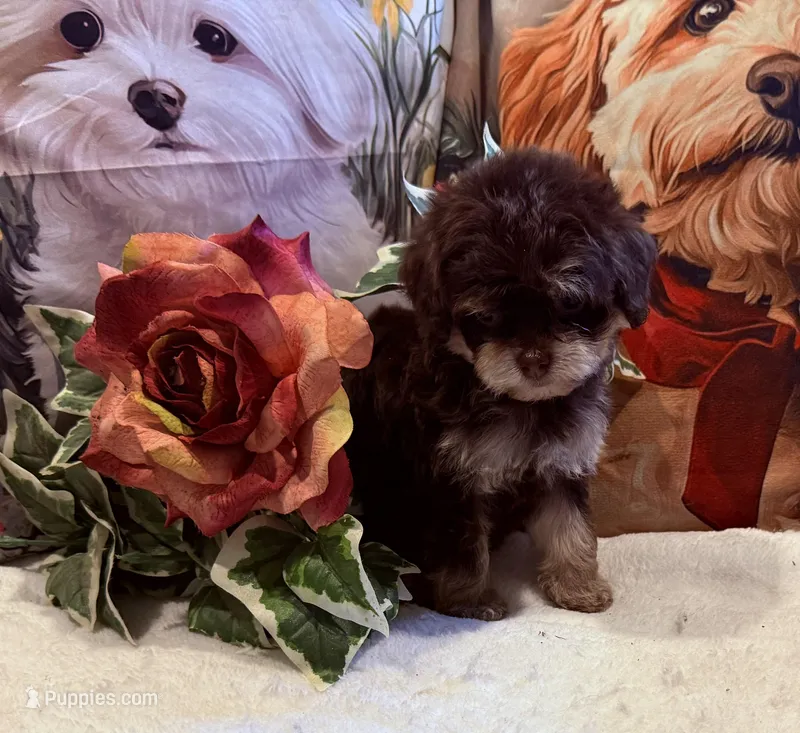 Piper (Korean Parents) – Maltipoo puppy for sale in Lake City, FL