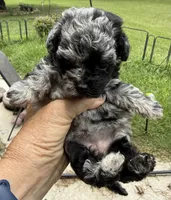 Kalidoiscope. Tea cup, a female Maltipoo for sale in Lake City, FL – 2 of 6