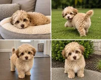 Midas RARE CHOCOLATE MERLE, a male Maltipoo and Poodle - Toy  for sale in Lake City, FL – 2 of 2
