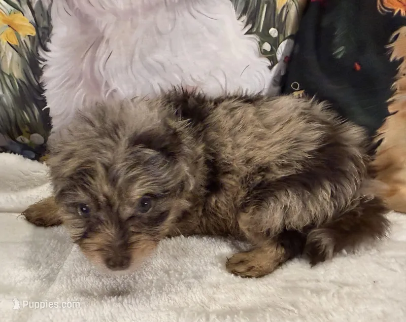 Gordon – Maltipoo, Poodle - Toy  puppy for sale in Lake City, FL