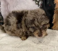 Gordon, a male Maltipoo and Poodle - Toy  for sale in Lake City, FL – Photo 2 of 2