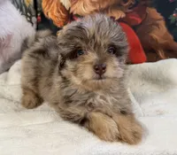 Gordon, a male Maltipoo for sale in Lake City, FL – Photo 1 of 3