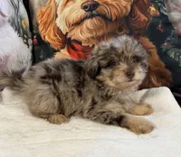 Gordon, a male Maltipoo for sale in Lake City, FL – Photo 2 of 3