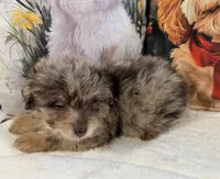 Gordon, a male Maltipoo for sale in Lake City, FL – Photo 3 of 3