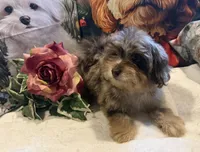 Gordon  RARE CHOCOLATE MERLE PHANTOM, a male Maltipoo for sale in Lake City, FL – Photo 2 of 4