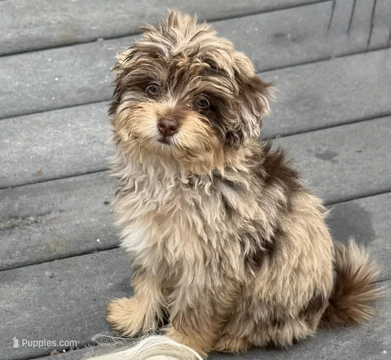 Gordon  RARE CHOCOLATE MERLE PHANTOM – Maltipoo puppy for sale in Lake City, FL