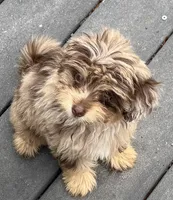 Gordon  RARE CHOCOLATE MERLE PHANTOM. Special sale, a male Maltipoo for sale in Lake City, FL – 2 of 6