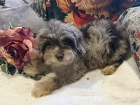 Gordon  RARE CHOCOLATE MERLE PHANTOM, a male Maltipoo for sale in Lake City, FL – Photo 4 of 4