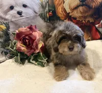 Gordon  RARE CHOCOLATE MERLE PHANTOM, a male Maltipoo for sale in Lake City, FL – Photo 1 of 4