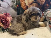 Gordon  RARE CHOCOLATE MERLE PHANTOM, a male Maltipoo for sale in Lake City, FL – Photo 3 of 4